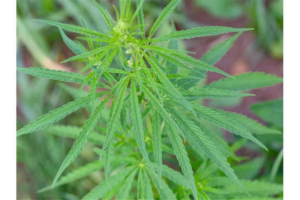 Plantage mit rund 170 Cannabis-Pflanzen im Wald entdeckt
