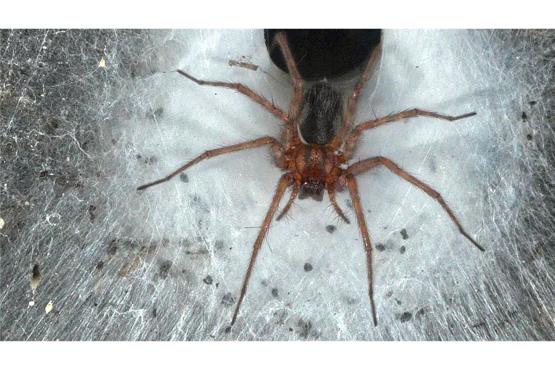 Eine Hauswinkelspinne in ihrem Trichternetz