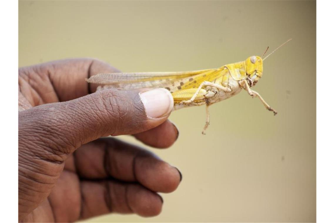 Eine Heuschreckenplage könnte in Ostafrika eine Hungersnot auslösen. Foto: Isak Amin/FAO/ap/dpa