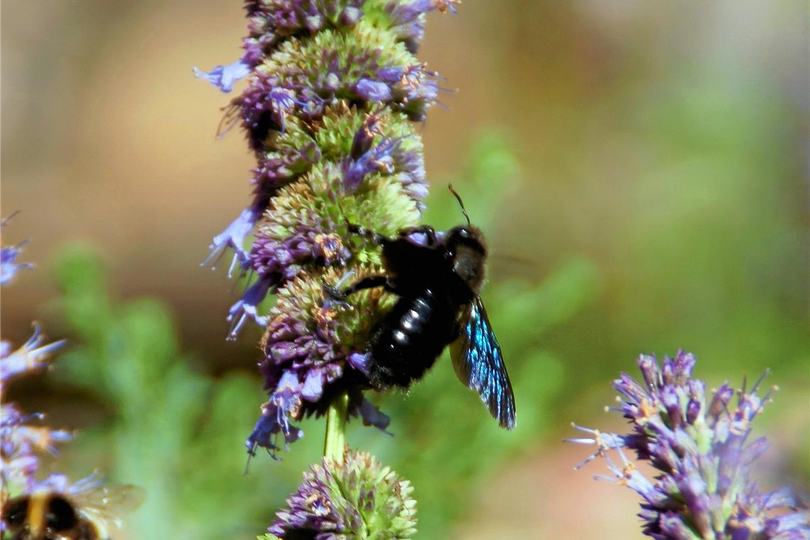 Zum Wohle von Biene, Käfer und Co.