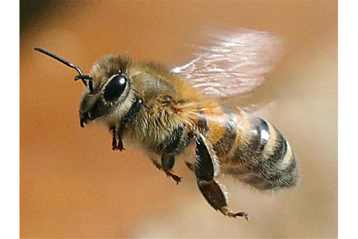 Eine Honigbiene fliegt eine Blüte an. Foto: Wolfgang Kumm/dpa/Archivbild