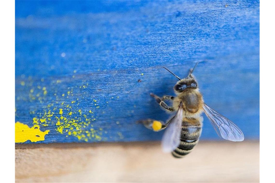 Eine Honigbiene mit einem gefüllten Pollensack krabbelt auf einem Blau bemalten Holzbrett mit gelbem Farbklecks. Foto: Sebastian Gollnow/dpa/Archivbild