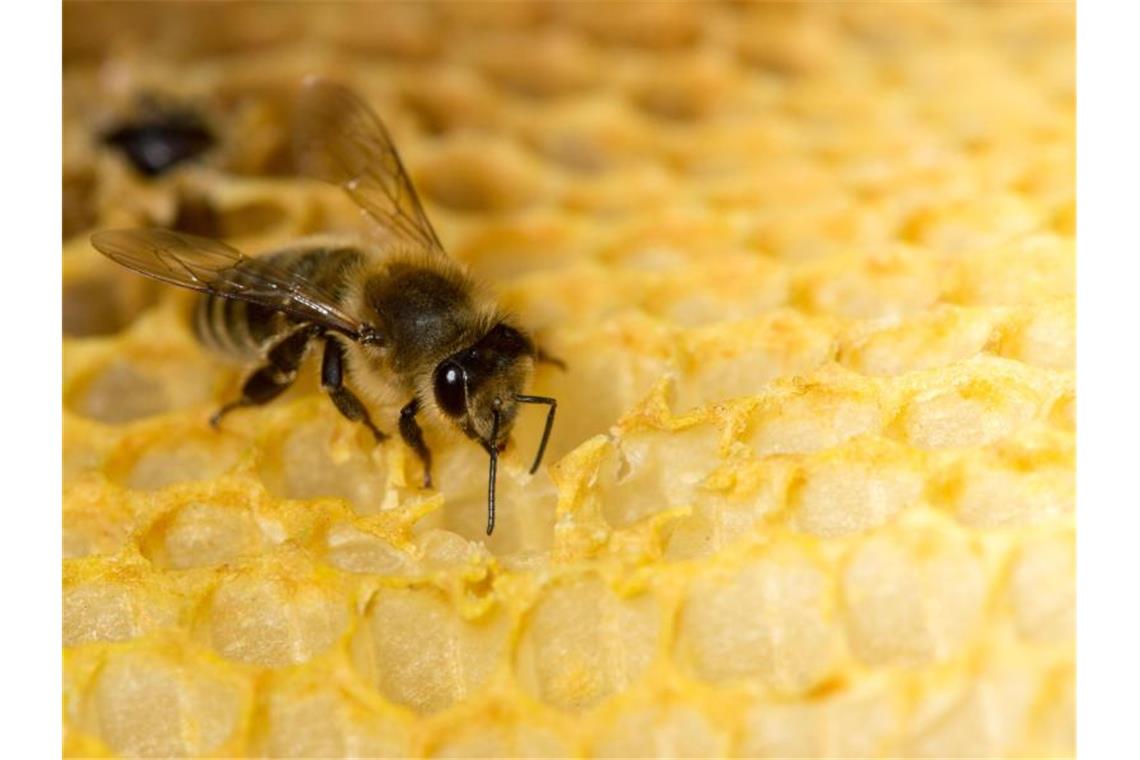 Bienenfreunde sind nicht zufrieden mit Artenschutz-Plänen Eine Honigbiene sitzt auf einer Wabe. Foto: Klaus-Dietmar Gabbert/dpa-Zentralbild/dpa