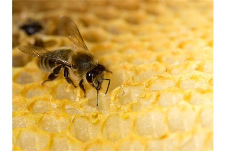 Eine Honigbiene sitzt auf einer Wabe. Foto: Klaus-Dietmar Gabbert/dpa-Zentralbild/dpa