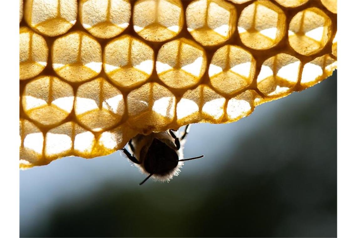 Eine Honigbiene sitzt auf einer Wabe. Foto: Sebastian Gollnow/Archivbild