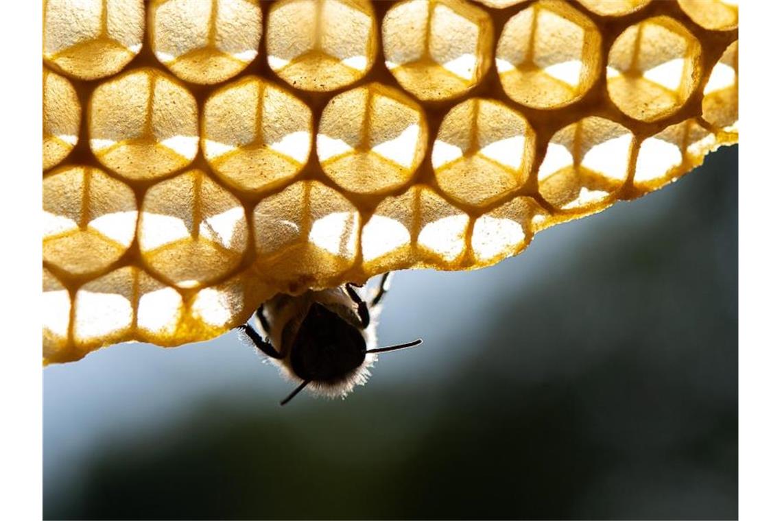 Eine Honigbiene sitzt auf einer Wabe. Foto: Sebastian Gollnow/Archivbild