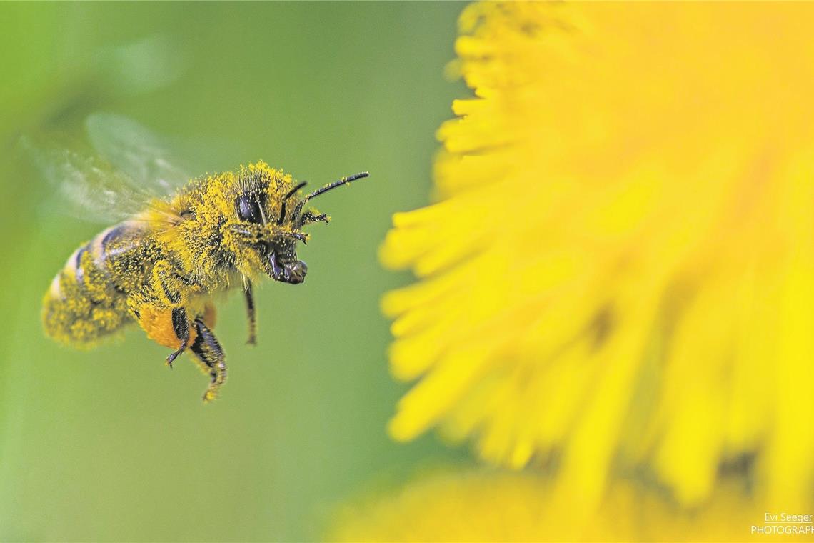 Eine Honigbiene voller Blütenstaub fliegt die nächste Blume an. Artenreiche Wiesen sind lebenswichtig für Insekten. Foto: Evi Seeger