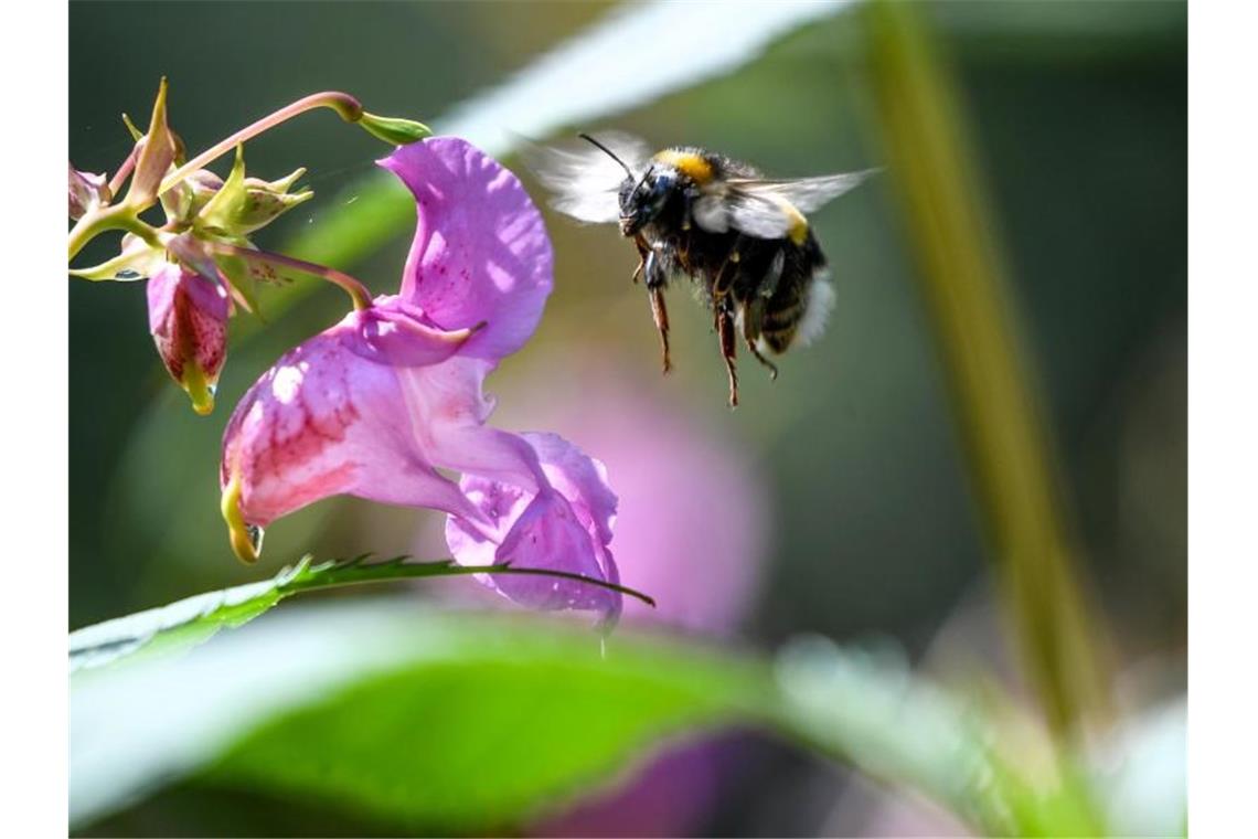 Eine Hummel fliegt auf die Blüte zu. Foto: Felix Kästle/dpa/Symbolbild