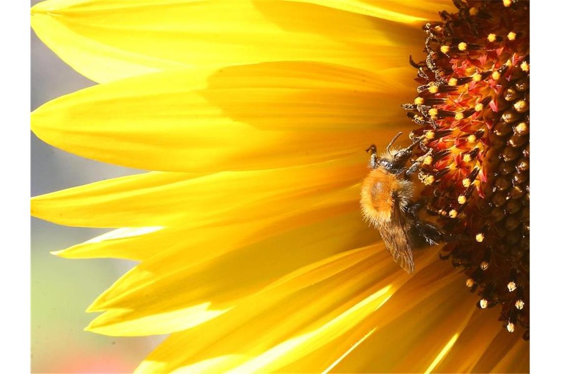 Baden-Württemberg mit den meisten Sonnenstunden im September Eine Hummel sitzt auf der Blüte einer Sonnenblume und sammelt Nektar. Foto: Wolfgang Kumm/Archiv