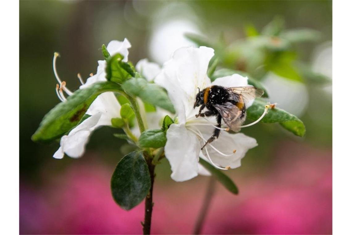Das Wochenende im Südwesten wird freundlich Eine Hummel sitzt auf einer Rhododendronblüte. Foto: Sina Schuldt/dpa