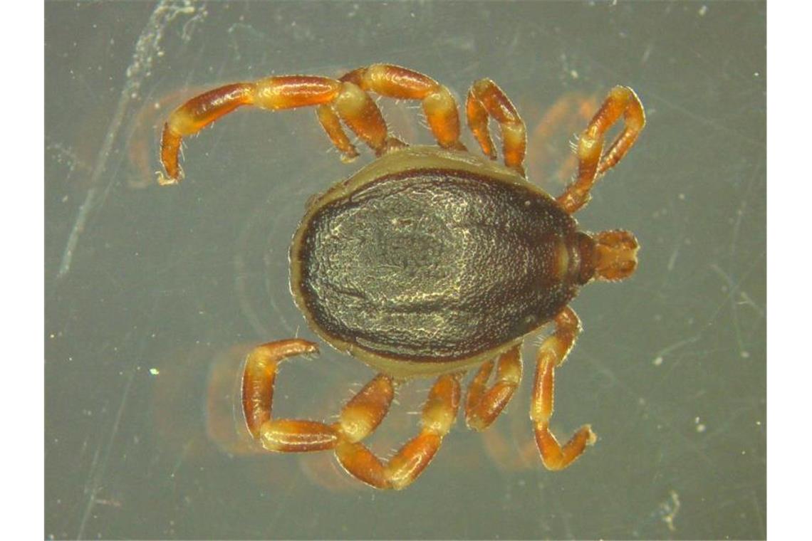 Eine Hyalomma-Zecke, aufgenommen durch ein Mikroskop. Foto: Marco Drehmann/Universität Hohenheim/Archivbild