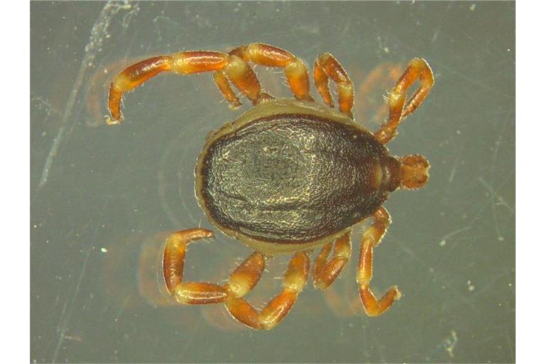Eine Hyalomma-Zecke, aufgenommen durch ein Mikroskop. Foto: Marco Drehmann/Universität Hohenheim/Archivbild