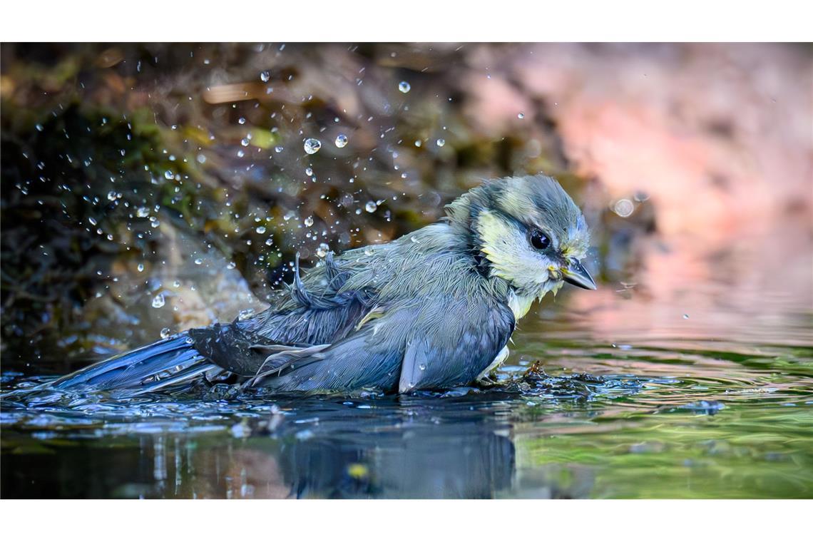 Eine junge Blaumeise badet in einer Wasserstelle im Wald in Sieversdorf.