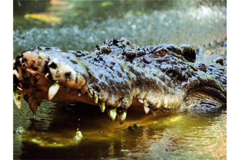 Eine junge Britin überlebte einen Krokodilangriff in Sambia (Symbolbild). Foto: Brian Cassey/AAP/dpa