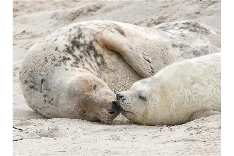 Eine junge Kegelrobbe und das Muttertier liegen am am Strand der Düne vor der Hochseeinsel Helgoland. Foto: picture alliance / dpa