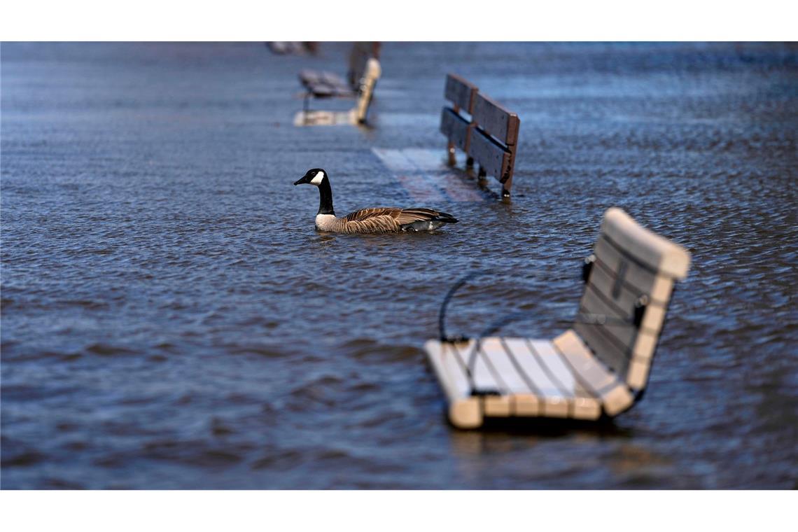 Eine Kanadagans schwimmt am Britannia Beach in Ottawa an überfluteten Bänken vorbei, als der Ottawa River über die Ufer tritt.