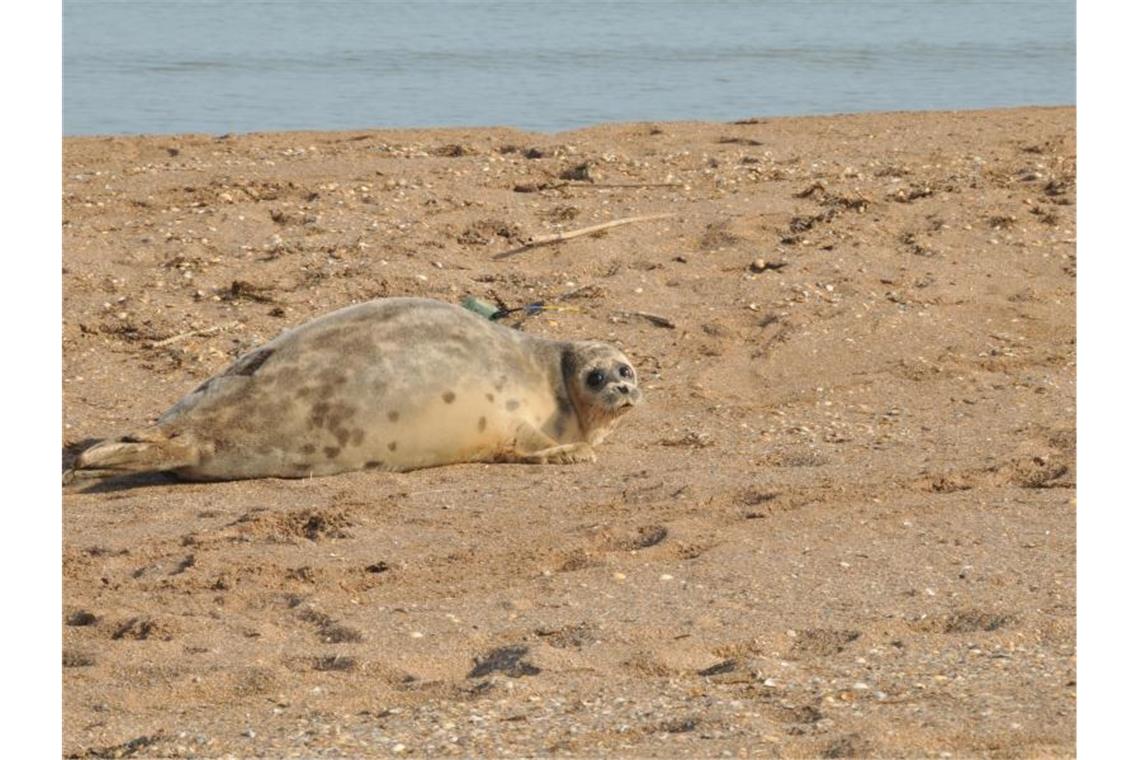 Tierschützer: Robben-Bestand im Kaspischen Meer schrumpft Eine Kaspische Robbe liegt an der russischen Küste des Kaspischen Meers. Tierschützer haben dort in den vergangenen Wochen die Bestände gezählt. Die Tierart ist stark gefährdet. Foto: NABU/dpa