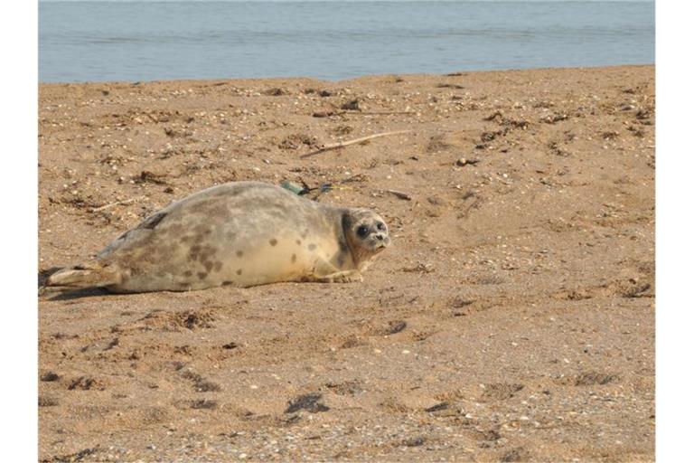 Eine Kaspische Robbe liegt an der russischen Küste des Kaspischen Meers. Tierschützer haben dort in den vergangenen Wochen die Bestände gezählt. Die Tierart ist stark gefährdet. Foto: NABU/dpa