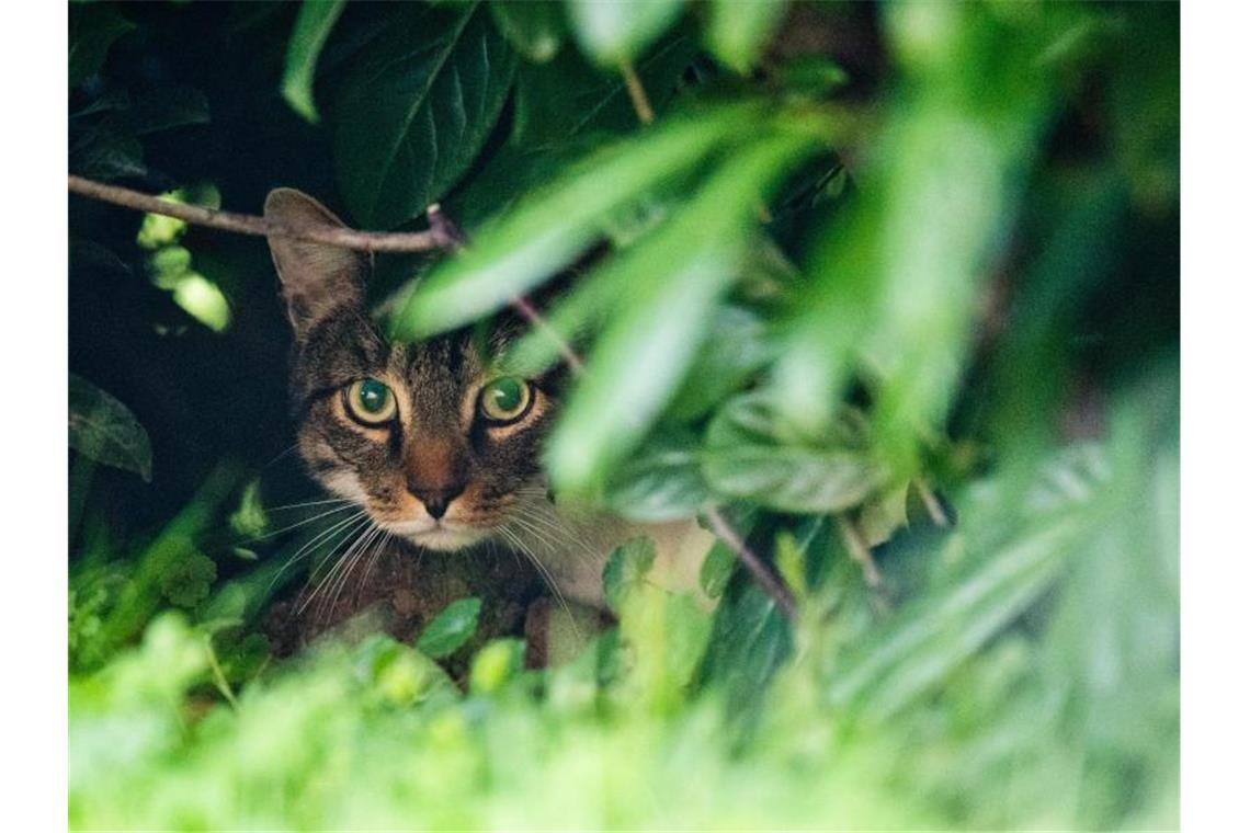 Eine Katze ist zu sehen. Foto: Julian Stratenschulte/dpa/Symbolbild