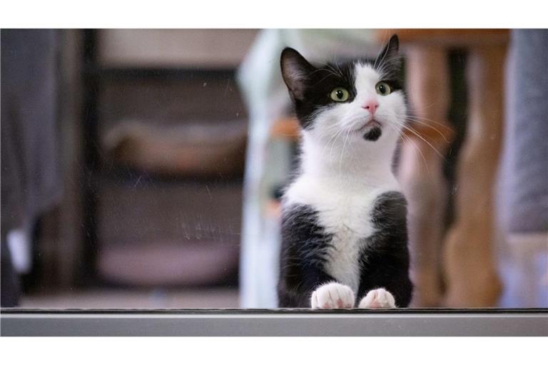 Eine Katze schaut auf die Besucher im Tierheim Dresden.