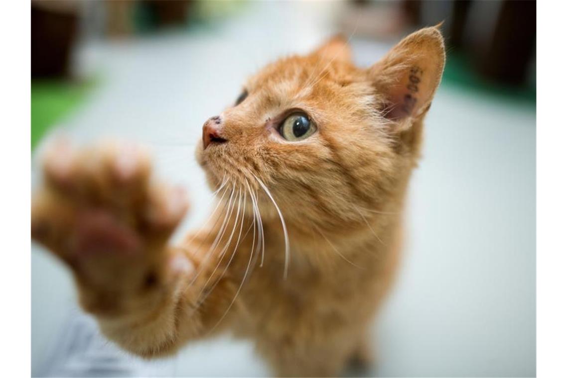 Tierheime werden mit Anfragen „überschwemmt“ Eine Katze spielt im Katzenhaus von einem Tierheim. Foto: Julian Stratenschulte/dpa/Symbolbild