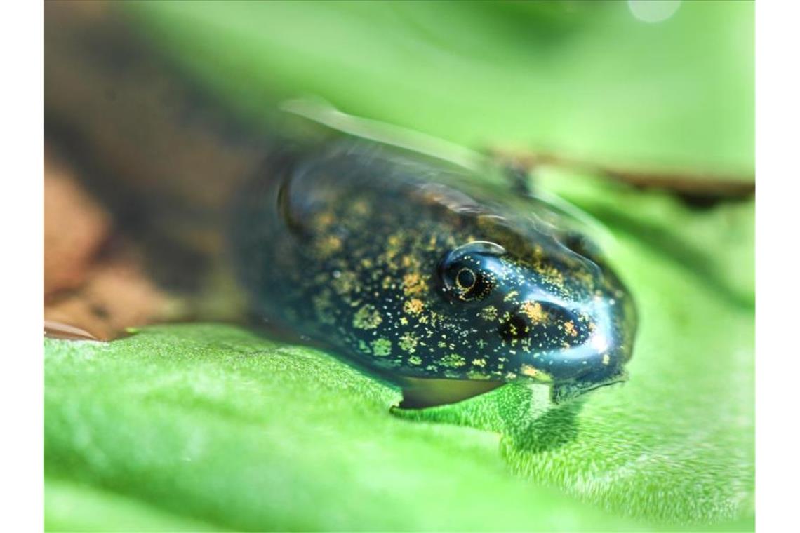 Eine Kaulquappe schaut in einer Aufzuchtstation aus der Wasseroberfläche heraus. Foto: Felix Kästle/dpa