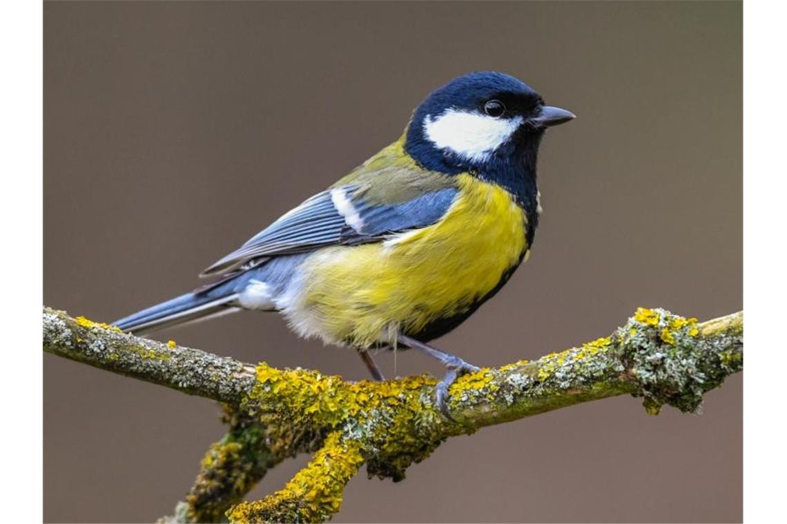 Eine Kohlmeise ist in einem Garten zu sehen. Foto: Patrick Pleul/dpa-Zentralbild/dpa/Archivbild