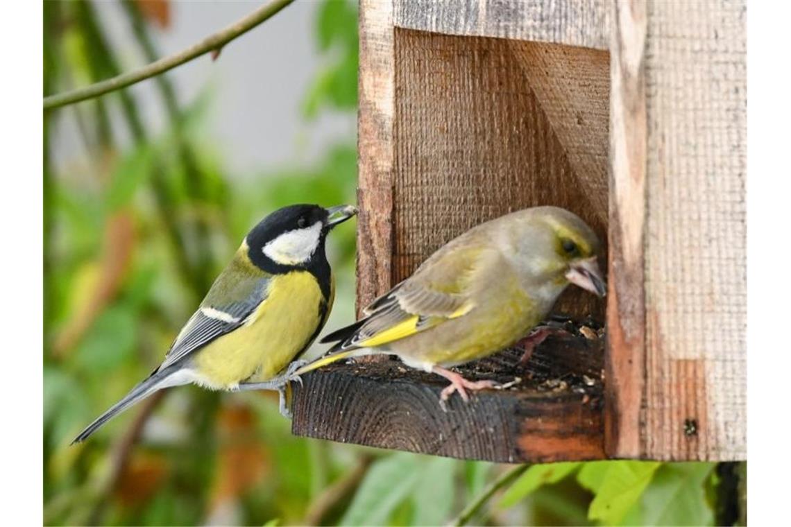 Weniger Vögel in Gärten gesichtet Eine Kohlmeise (l., Parus major) und ein Grünfink (Carduelis chloris) sind an einer Futterstelle in einem Garten zu sehen. Foto: Patrick Pleul/dpa-Zentralbild/dpa/Archivbild