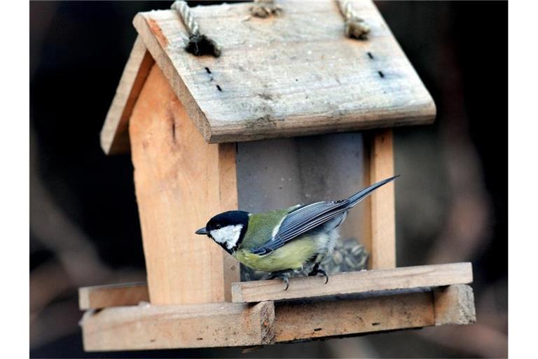 Eine Kohlmeise sitzt an einem Futterhäuschen in einem Garten. Foto: Holger Hollemann/dpa/Archivbild