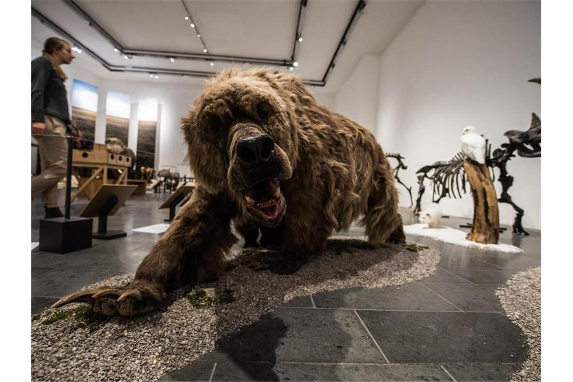 Eine Komplett-Rekonstruktion eines Höhlenbären steht in einer Ausstellung. Foto: Andreas Arnold/dpa/Symbolbild