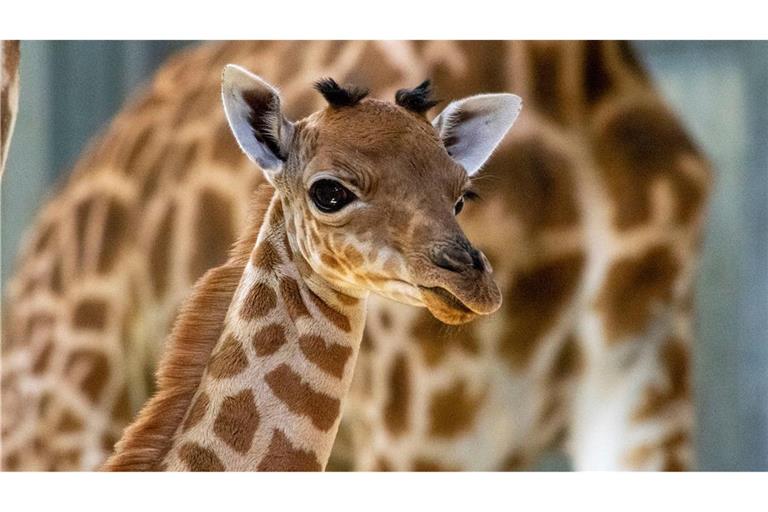 Eine Kordofan-Giraffe ist im Pariser Zoo geboren.