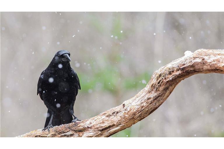 Eine Krähe beobachtet den ersten Schnee. (Symbolbild)
