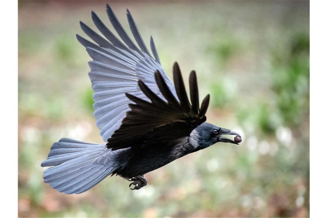 Krähen des Nabu womöglich für Tierversuche genutzt Eine Krähe fliegt mit Futter im Schnabel über eine Wiese. Foto: Sina Schuldt/dpa/Symbolbild