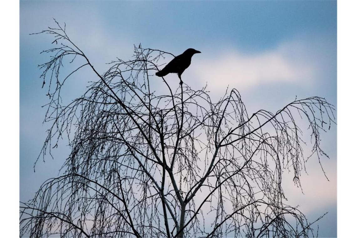 Eine Krähe sitzt in einer kahlen Baumkrone. Foto: Peter Kneffel/dpa/Archivbild