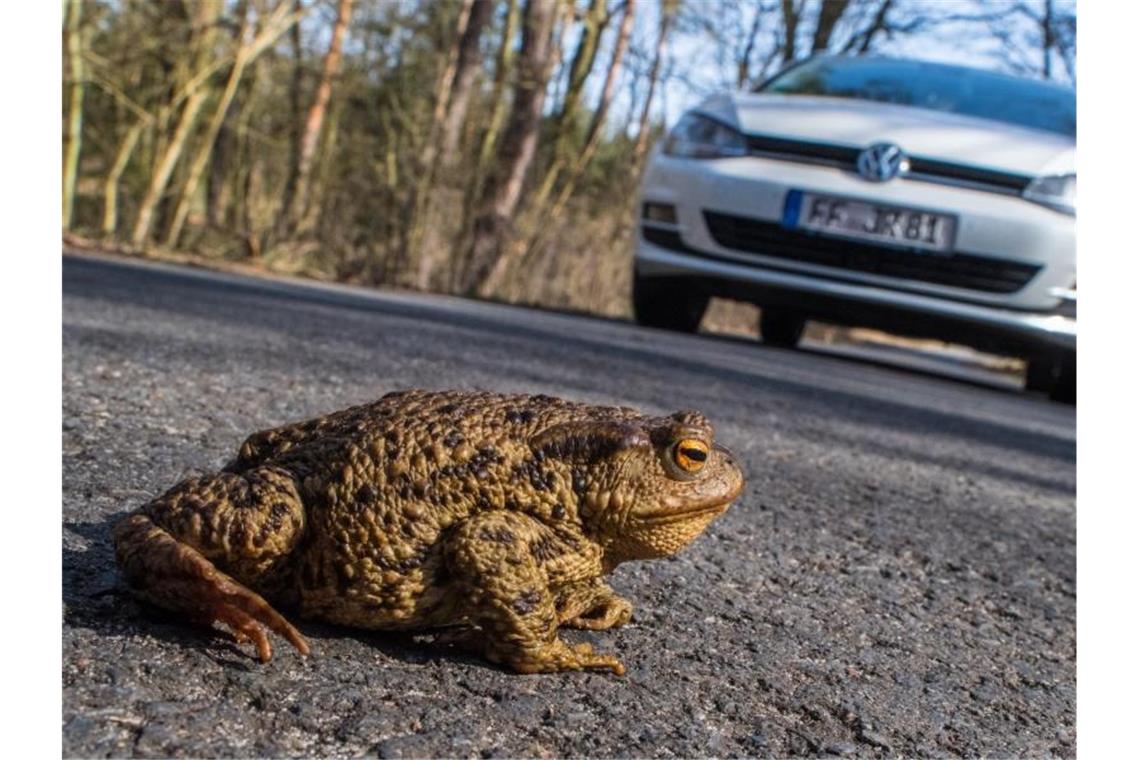 Krötenwanderungen: Karlsruher SC bittet Fans um Vorsicht Eine Kröte ist auf einer Straße in einem Wald zu sehen. Foto: Patrick Pleul/dpa-Zentralbild/dpa/Archivbild