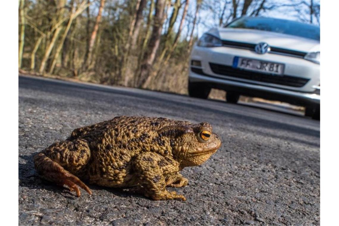 Eine Kröte ist auf einer Straße in einem Wald zu sehen. Foto: Patrick Pleul/dpa-Zentralbild/dpa/Archivbild