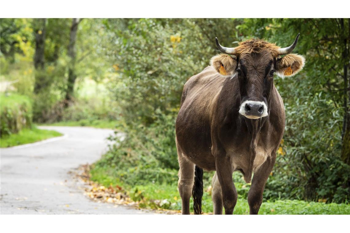 Eine Kuh hat in Tübingen für mehrere Straßensperrungen gesorgt (Symbolbild).