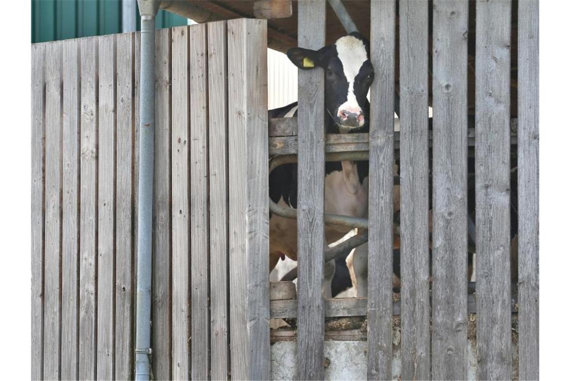 Eine Kuh in einem landwirtschaftlichen Großbetrieb streckt ihren Kopf durch die Holzlatten eines Stalls. Foto: Karl-Josef Hildenbrand/Archiv