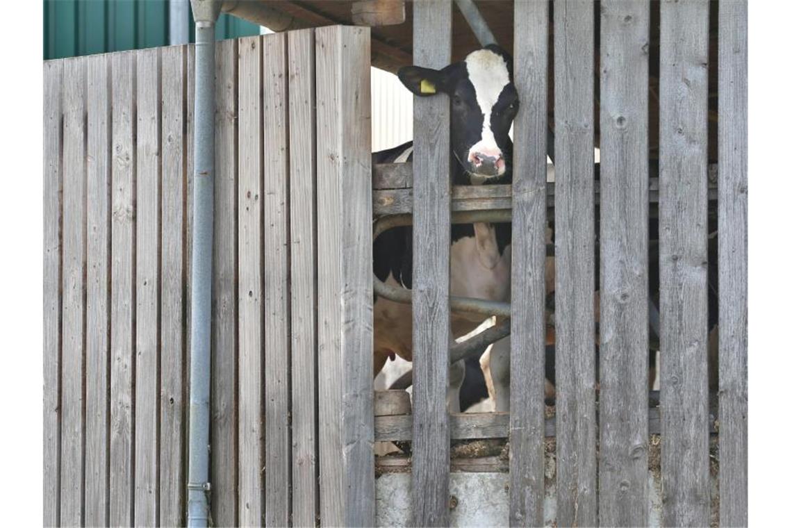Ermittlungen gegen dritten Hof im Allgäuer Tierskandal Eine Kuh in einem landwirtschaftlichen Großbetrieb streckt ihren Kopf durch die Holzlatten eines Stalls. Foto: Karl-Josef Hildenbrand/Archiv