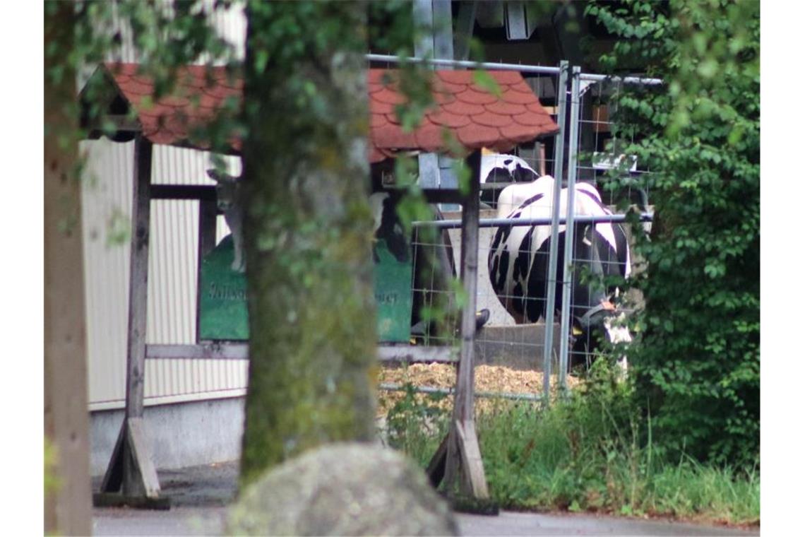 Durchsuchung: Vorantreibung Ermittlungen im Tierskandal Eine Kuh ist hinter einem Bauzaun zu sehen. Foto: Benjamin Liss/Archiv