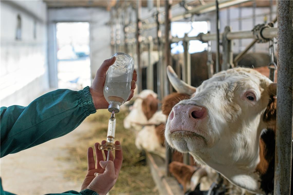 „Eine Kuh kennt keinen Sonntag“, sagt Harald Pfeiffer. Der Tierarzt betreut neben den kleineren Gefährten landwirtschaftliche Nutztiere und muss im Notfall auch mal schnell raus in den Stall fahren, wenn es einem Rind schlecht geht. Foto: Adobe Stock/Budimir Jevtic