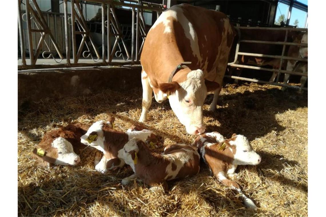 Seltene Vierlingsgeburt im Kuhstall