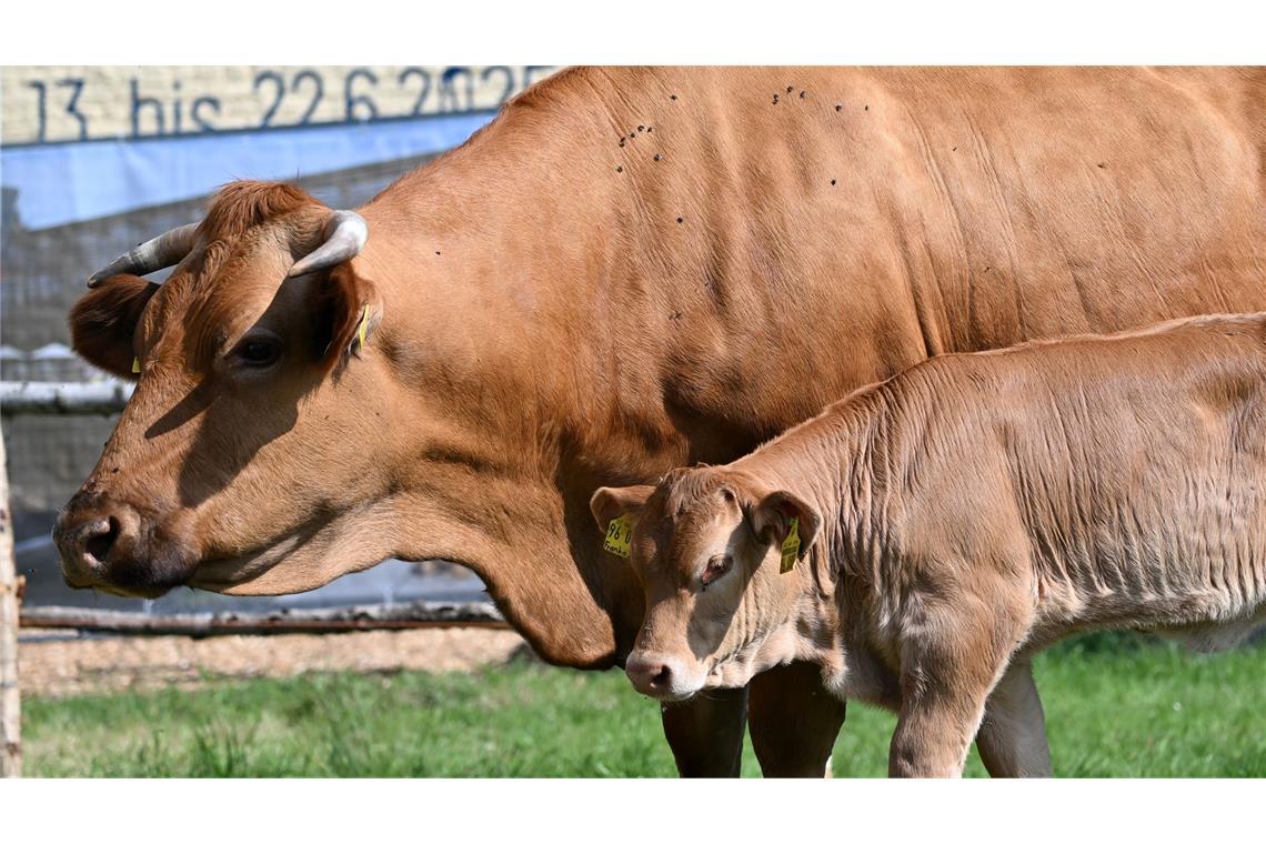 Bilder des Tages Eine Kuh und ihr Kalb stehen auf dem Hessentag in Bad Vilbel in der Sonderschau "Der Natur auf der Spur".