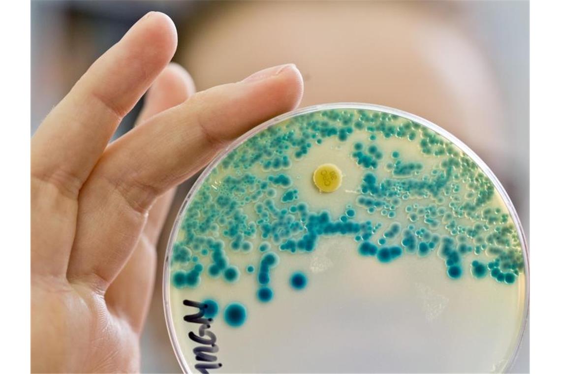 Einsatz von Antibiotika bei Covid-19-Patienten oft unnötig Eine Labormitarbeiterin hält eine Schale zum Nachweis von Antibiotika-resistenten Bakterien in der Hand. Foto: Daniel Karmann/dpa