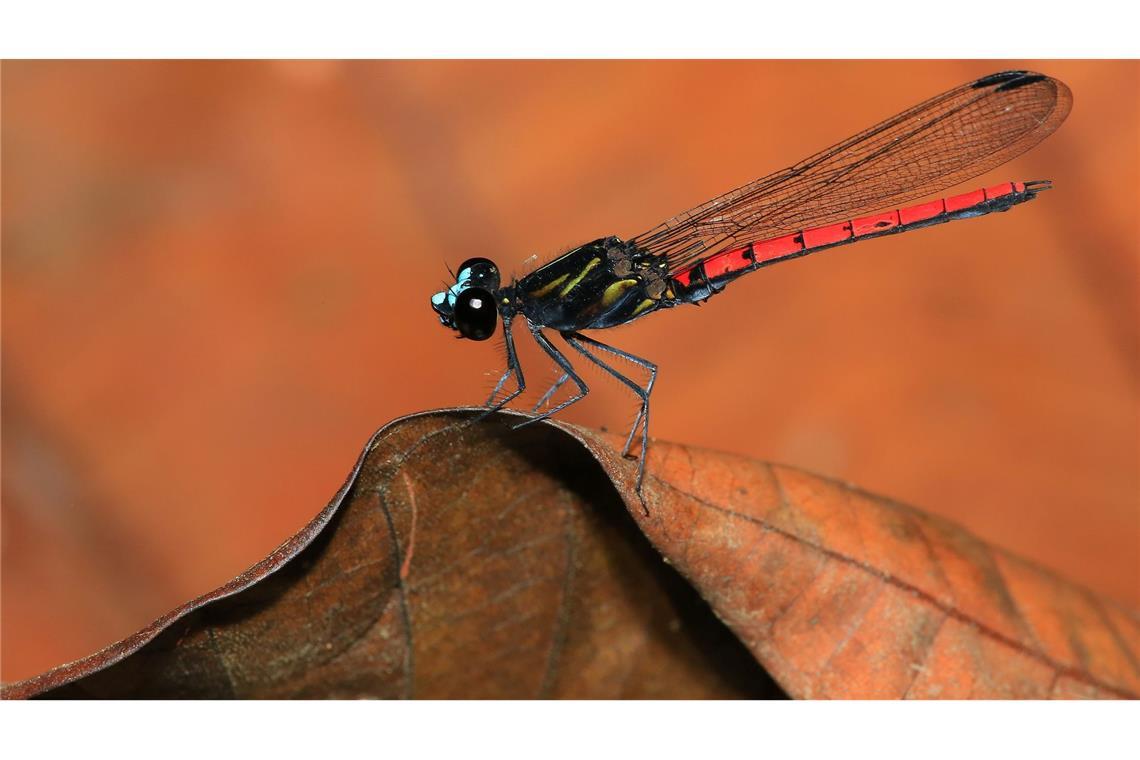 Tausende Süßwasserarten vom Aussterben bedroht Eine Libelle der Art Chlorocypha cyanifrons