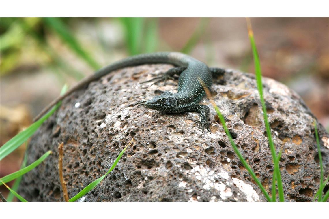 Eine Madeira-Eidechse