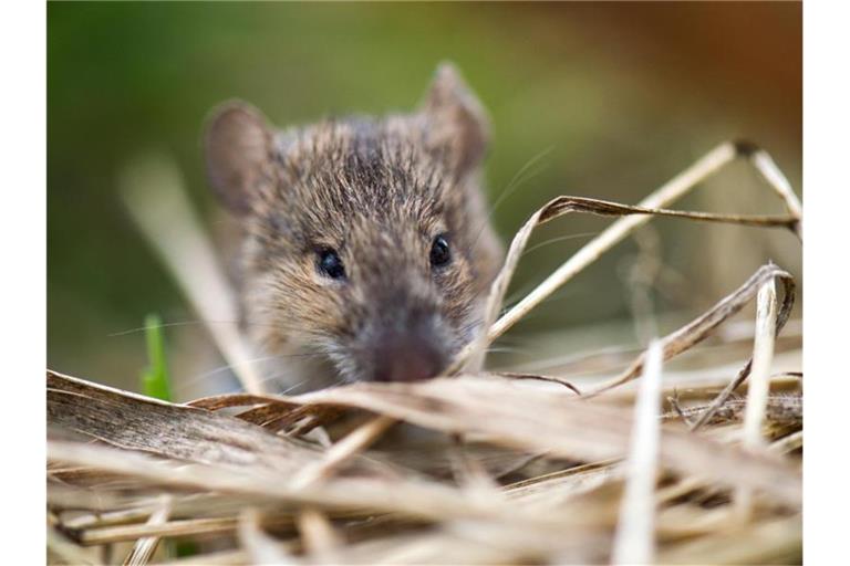 Eine Maus. Foto: Arno Burgi/dpa-Zentralbild/dpa/Archivbild