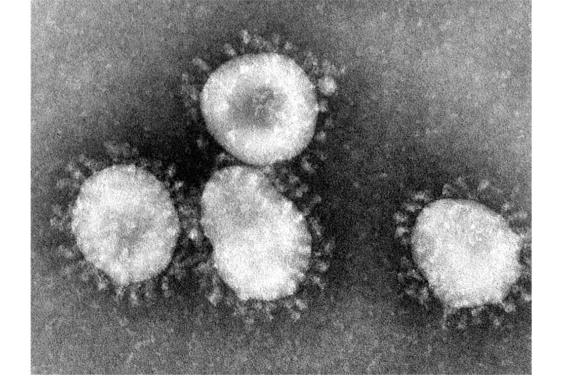 Eine Mikroskopaufnahme zeigt das Coronavirus. Foto: Center for Disease Control/epa/dpa/Archivbild