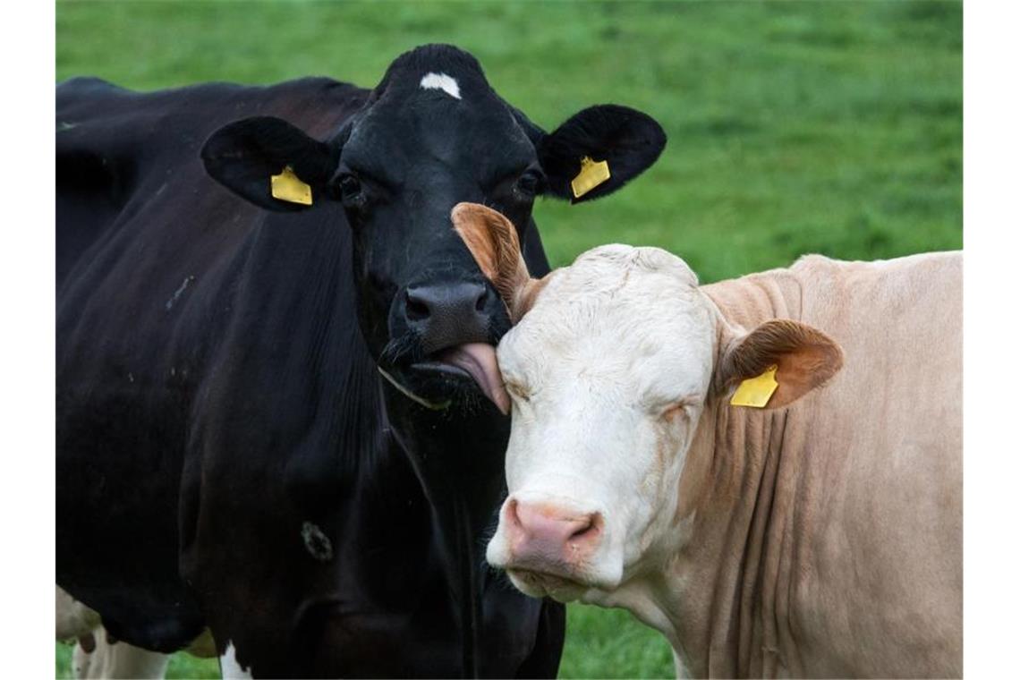 Bauernverband: Bei Tierwohldebatte Landwirte berücksichtigen Eine Milchkuh schleckt einer anderen Kuh auf einer Weide über das Gesicht. Foto: Daniel Bockwoldt/dpa/Symbolbild