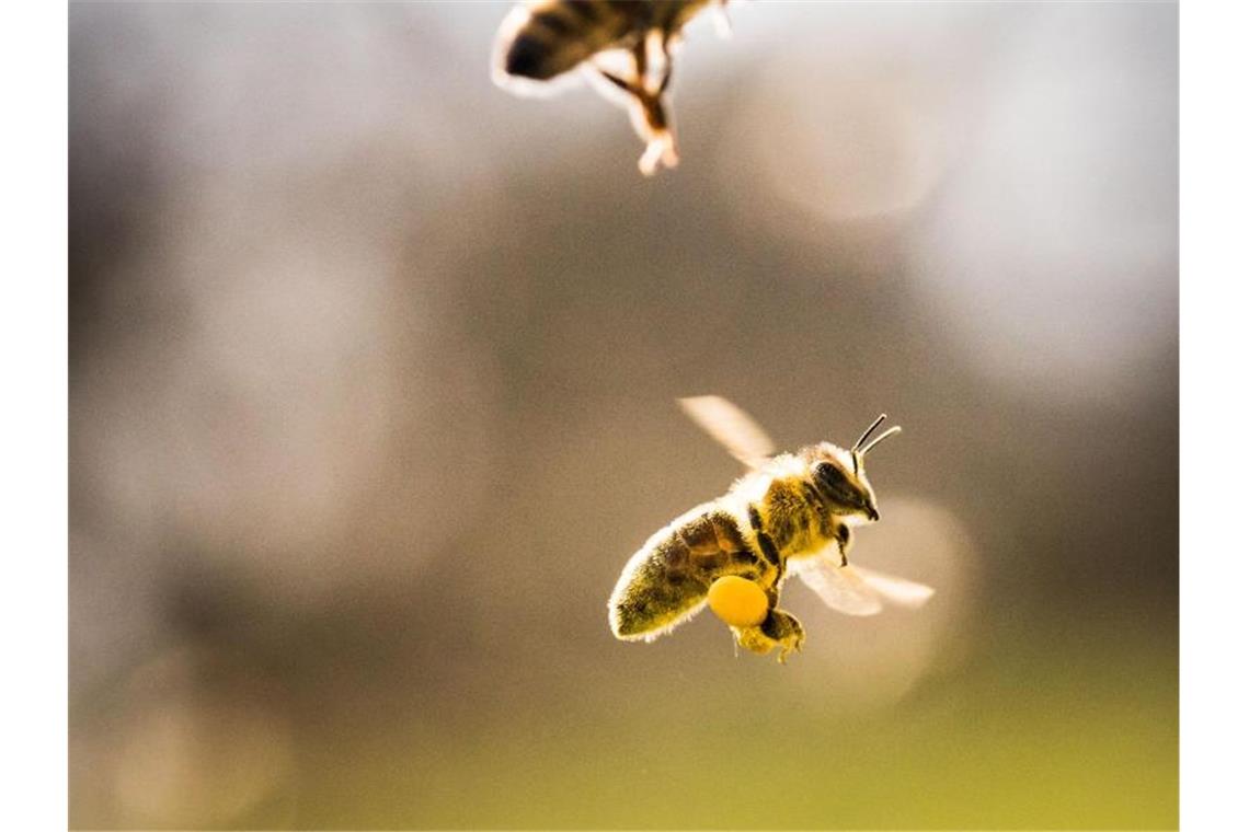 Eine mit Pollen beladene Biene (u.) und zwei weitere Bienen fliegen in ihren Bienenstock. Foto: Frank Rumpenhorst/Archivbild